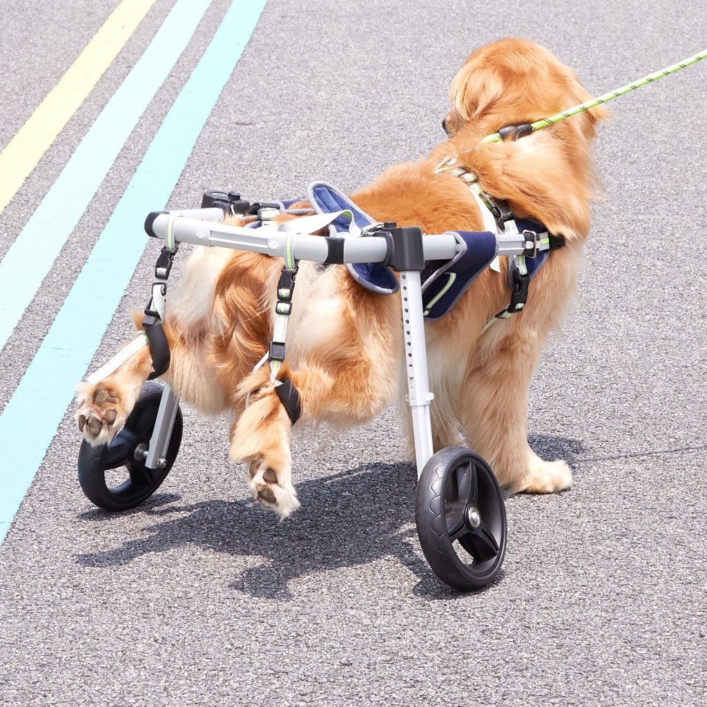 MAIN_19858-4_us-cwlyllsllszhtmyxjv0-original-img-v1-pet-wheelchair-m100-1-12
