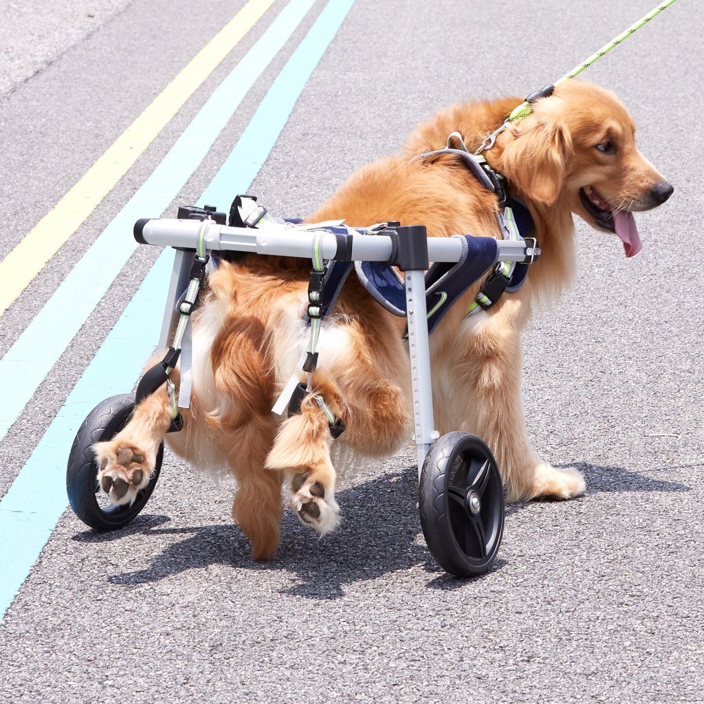 19861-4_us-cwlyllsllsdhsnx16v0-original-img-v1-pet-wheelchair-m100-1-12