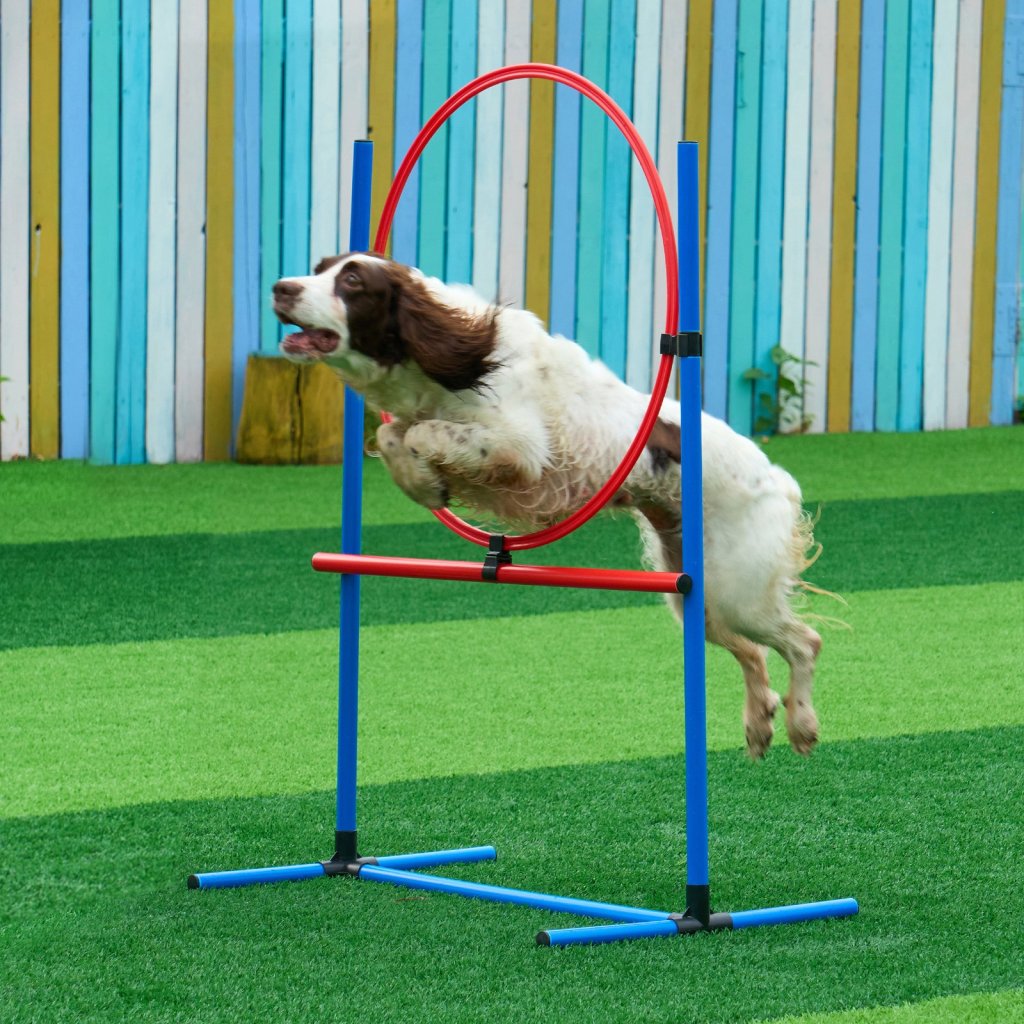 24635-4_us-zhkmjkctjwjtuvr75v0-original-img-v1-dog-agility-equipment-m100-1-12