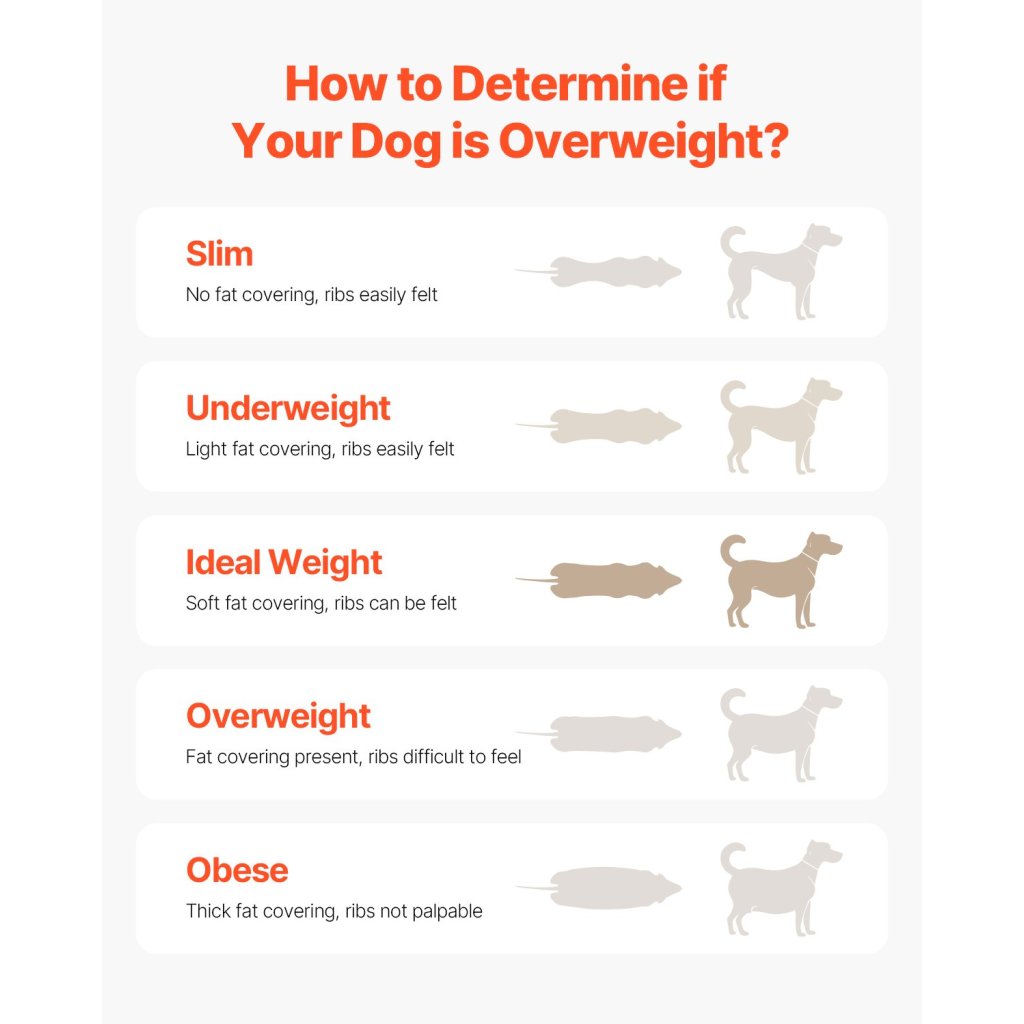 26394-5_us-ddggpbjoczxxgftfmv2-original-img-v2-dog-treadmill-f6