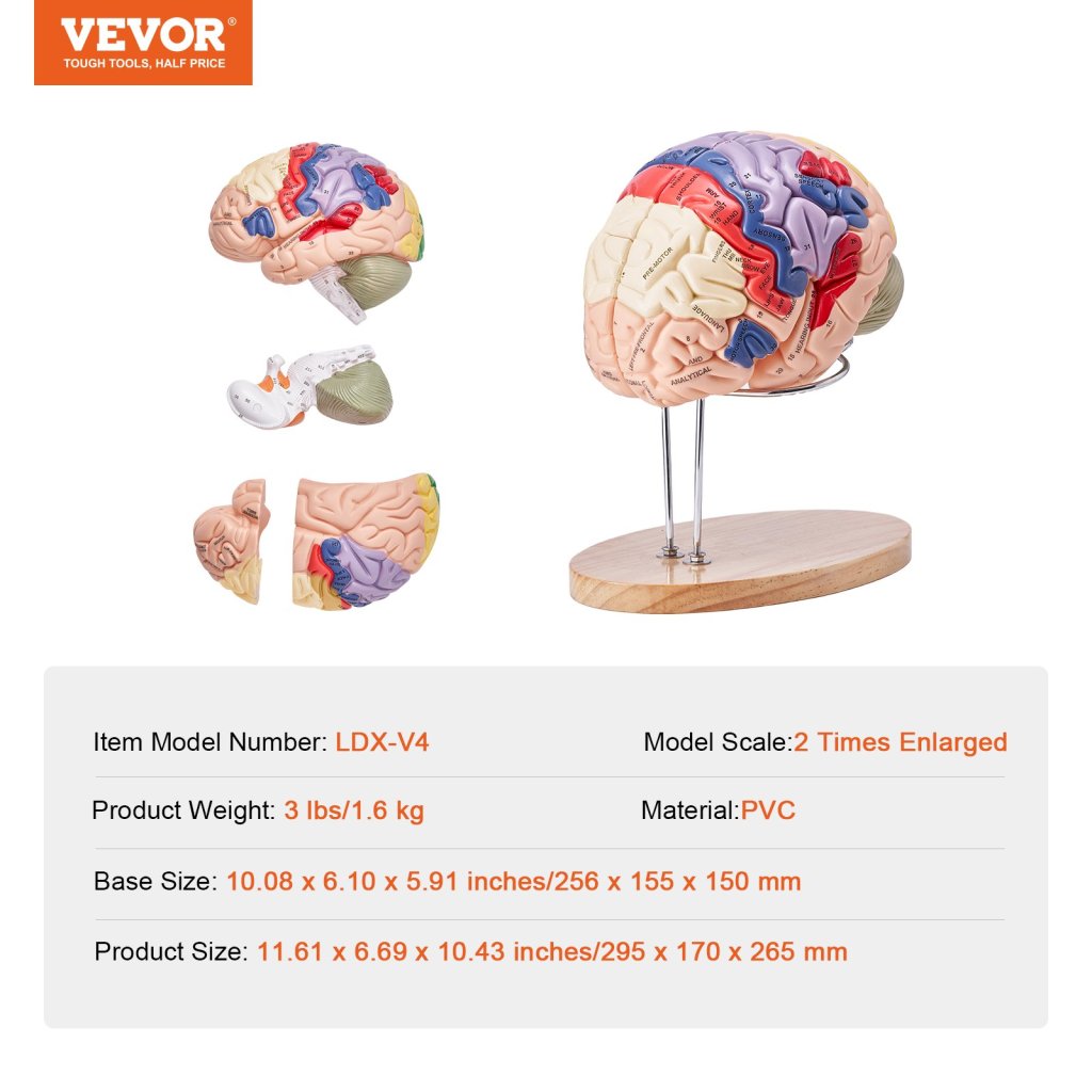 17668-5_us-ggjrqgmx1jtruvbuov0-original-img-v1-anatomy-model-f6