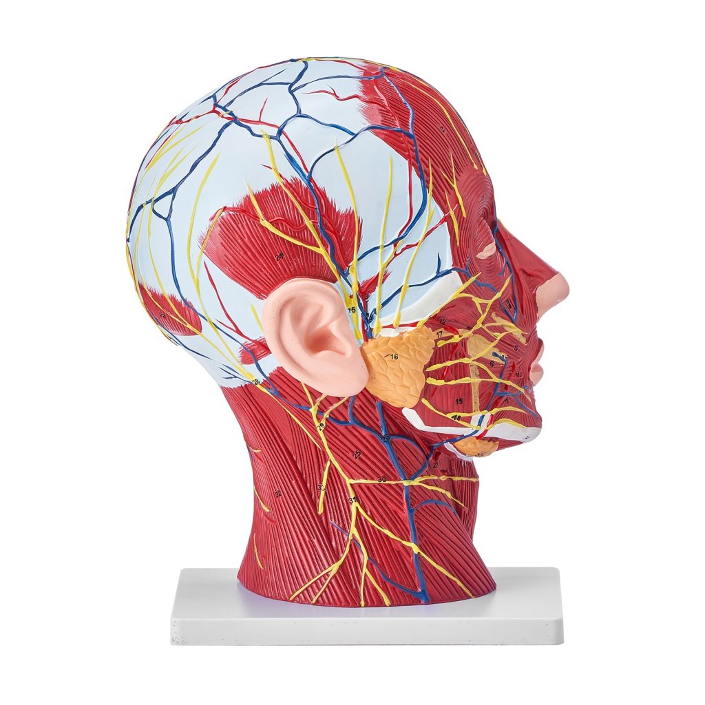 17689-1_us-ggjrqgmx1jtrdh8cxv0-original-img-v1-anatomy-model-m100-9