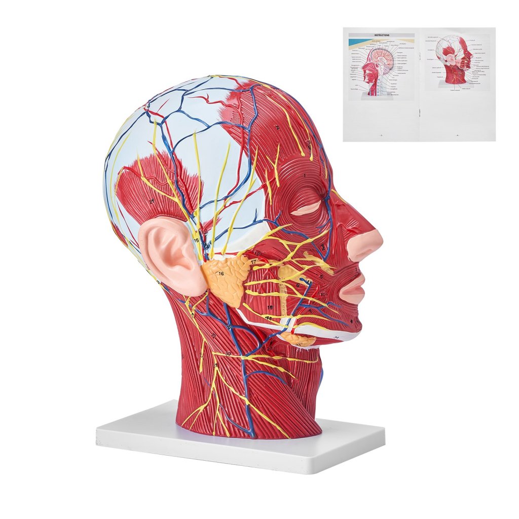 17689-9_us-ggjrqgmx1jtrdh8cxv0-original-img-v1-anatomy-model-m100-1-2