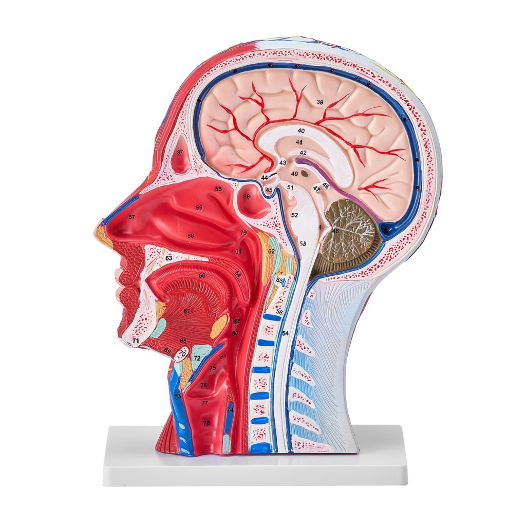 17689_us-ggjrqgmx1jtrdh8cxv0-original-img-v1-anatomy-model-m100-12