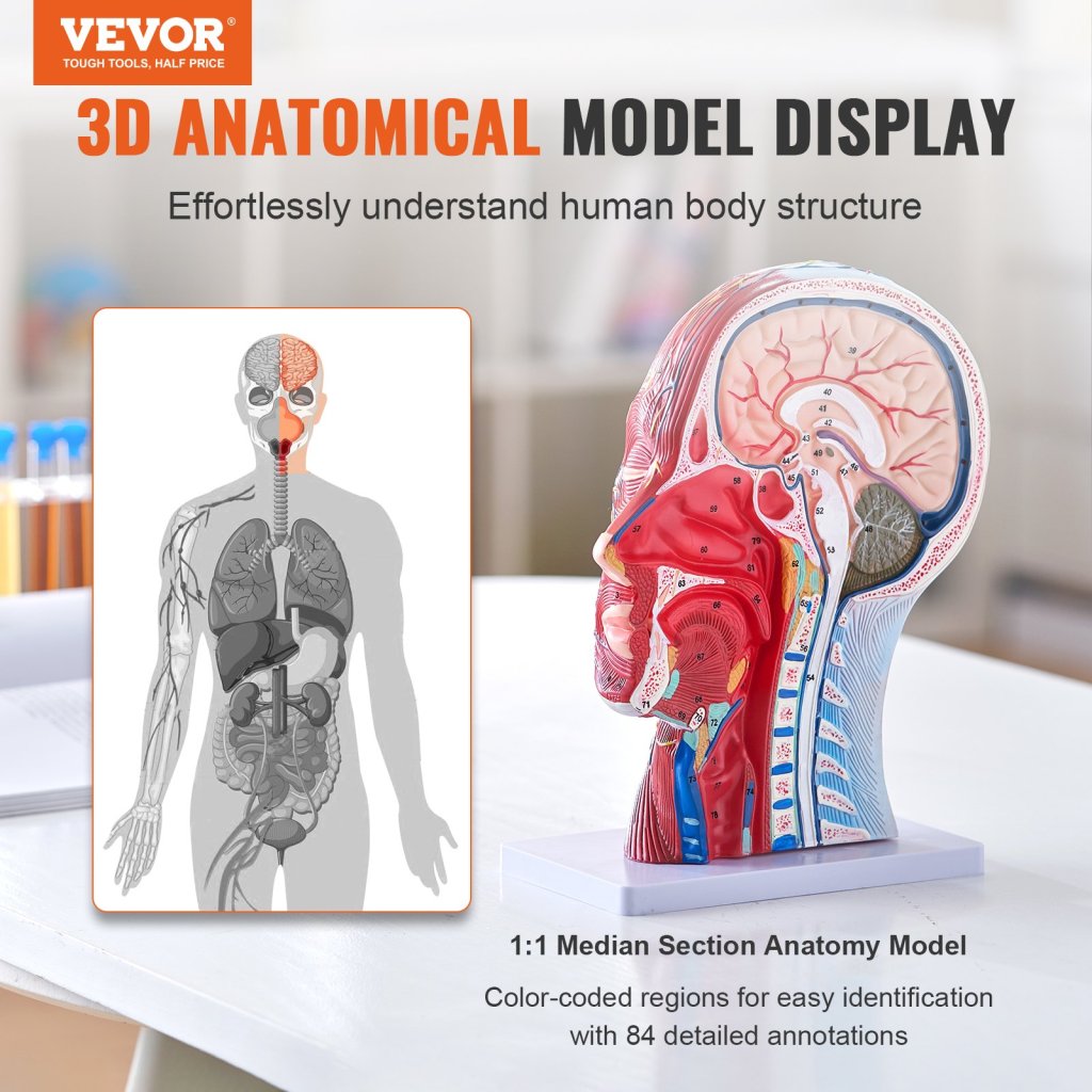 17689-8_us-ggjrqgmx1jtrdh8cxv0-original-img-v1-anatomy-model-f1