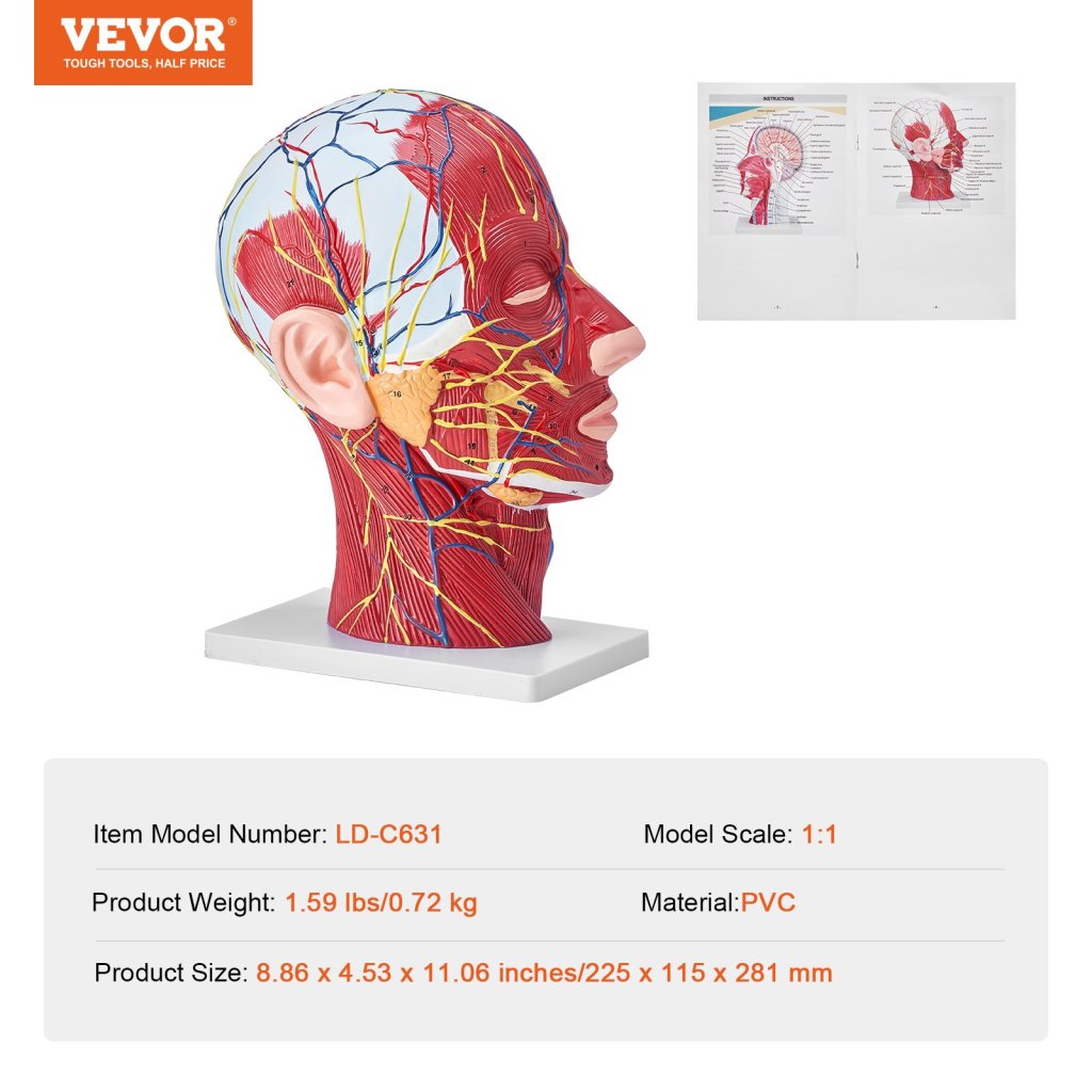 17689-3_us-ggjrqgmx1jtrdh8cxv0-original-img-v1-anatomy-model-f6