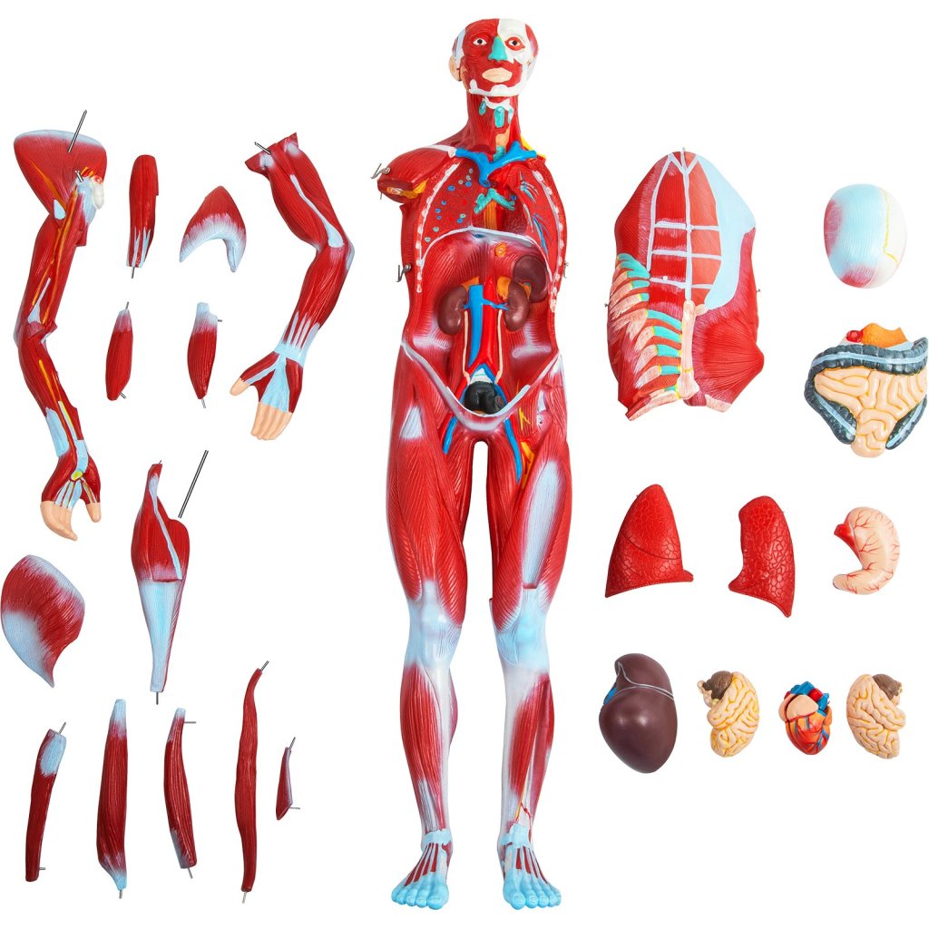 MAIN_17710-3_us-jxmxrtjrqg80cm001v0-original-img-v1-human-muscular-figure-m100-9