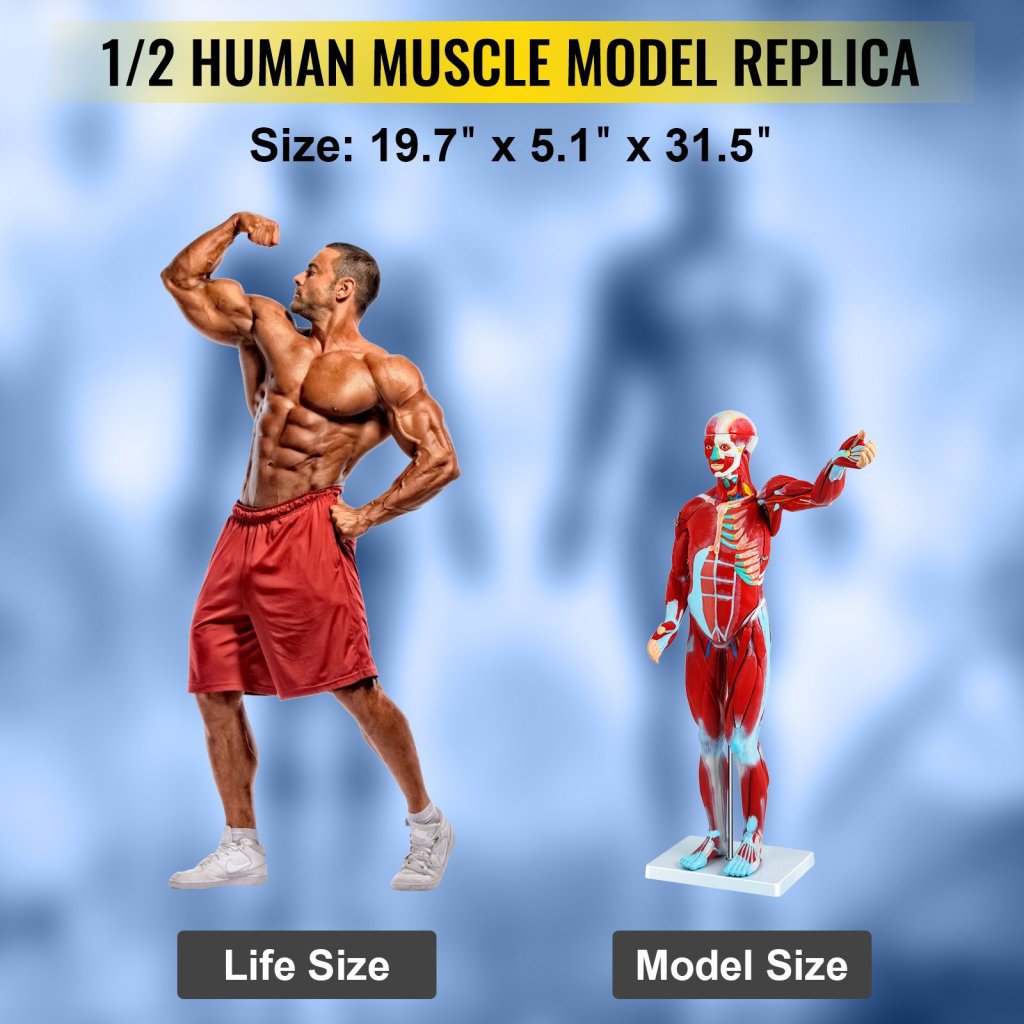 17710-7_us-jxmxrtjrqg80cm001v0-original-img-v1-human-muscular-figure-m100-5