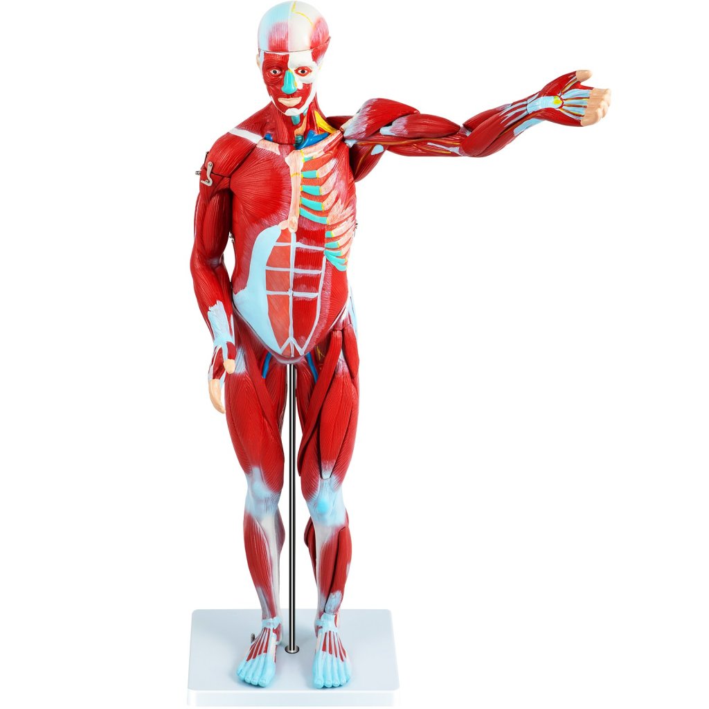 17710_us-jxmxrtjrqg80cm001v0-original-img-v1-human-muscular-figure-m100-12