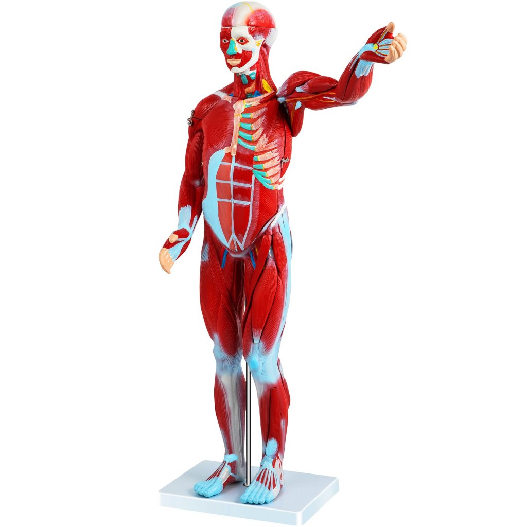 17710-2_us-jxmxrtjrqg80cm001v0-original-img-v1-human-muscular-figure-m100-10