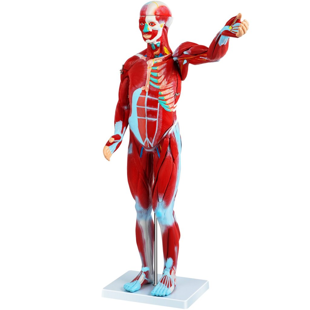 17710-11_us-jxmxrtjrqg80cm001v0-original-img-v1-human-muscular-figure-m100-1-2