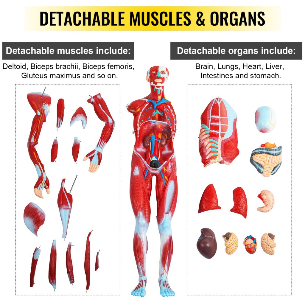 17710-10_us-jxmxrtjrqg80cm001v0-original-img-v1-human-muscular-figure-m100-2