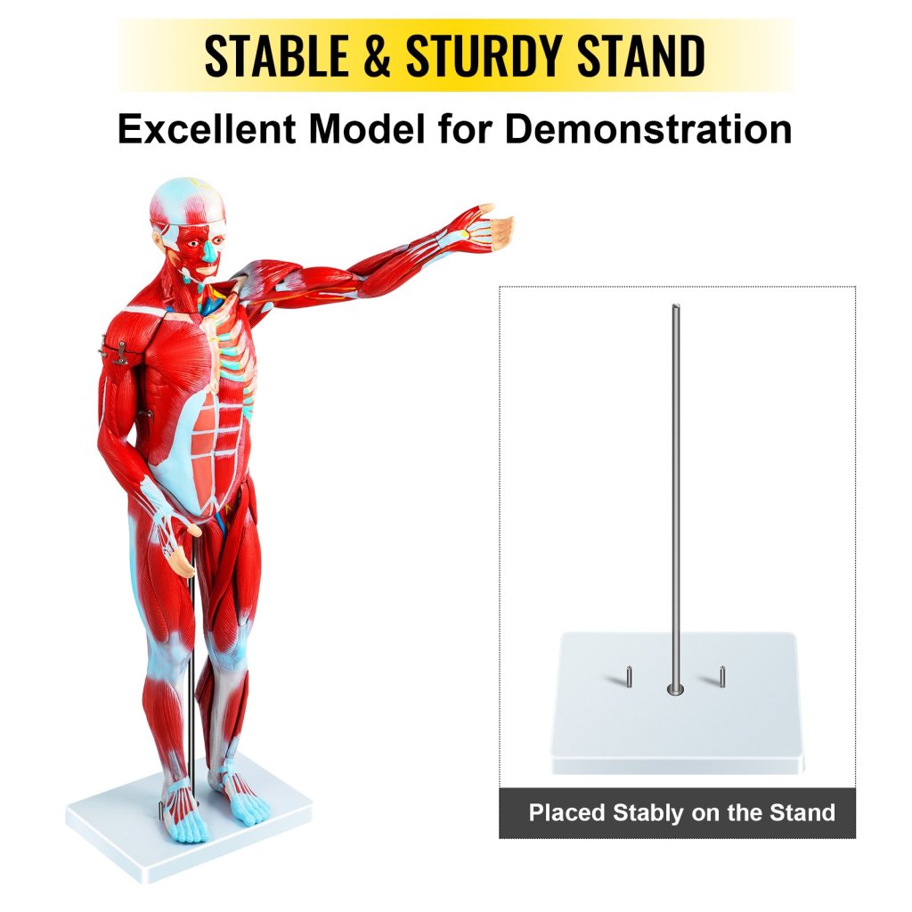 17710-6_us-jxmxrtjrqg80cm001v0-original-img-v1-human-muscular-figure-m100-6