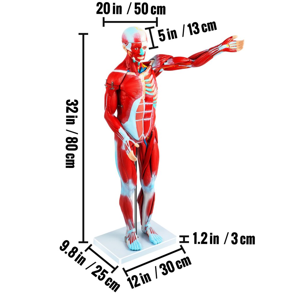 17710-4_us-jxmxrtjrqg80cm001v0-original-img-v1-human-muscular-figure-m100-8