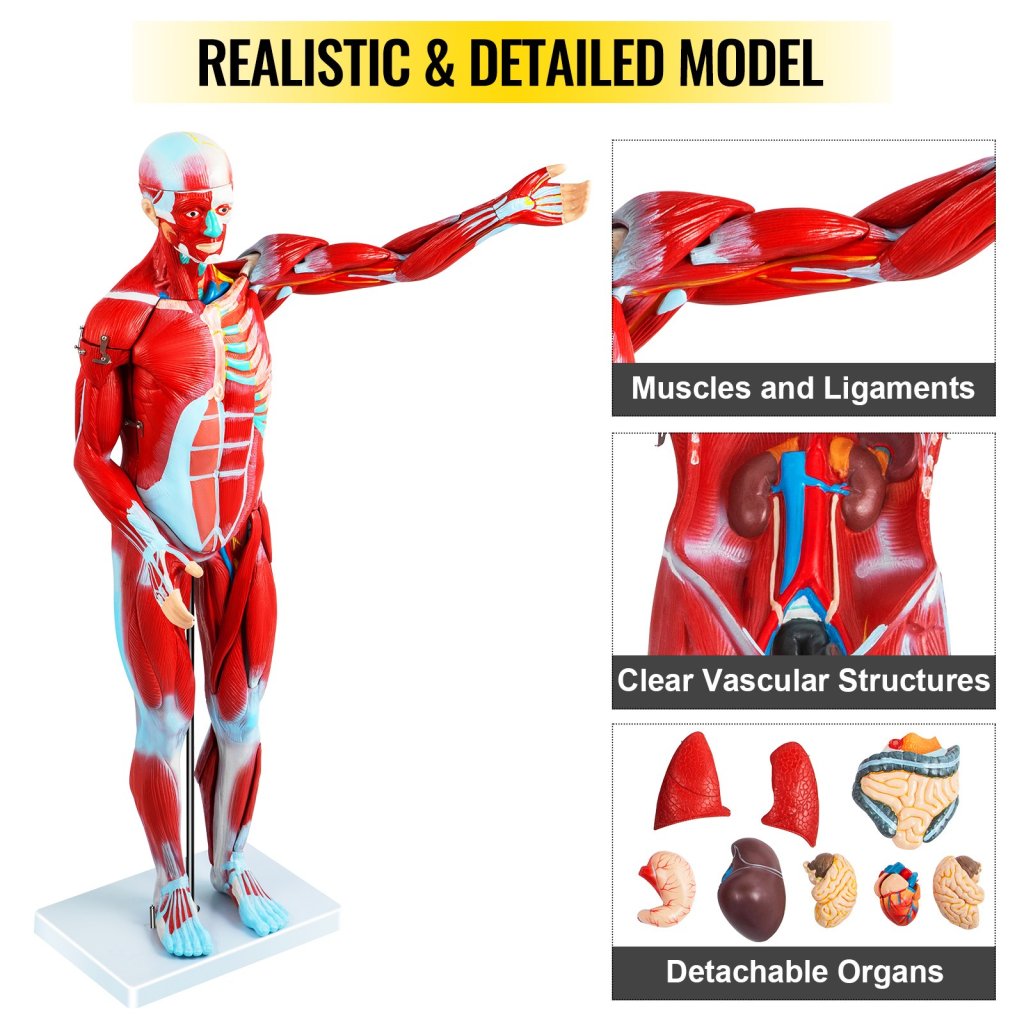 17710-9_us-jxmxrtjrqg80cm001v0-original-img-v1-human-muscular-figure-m100-3
