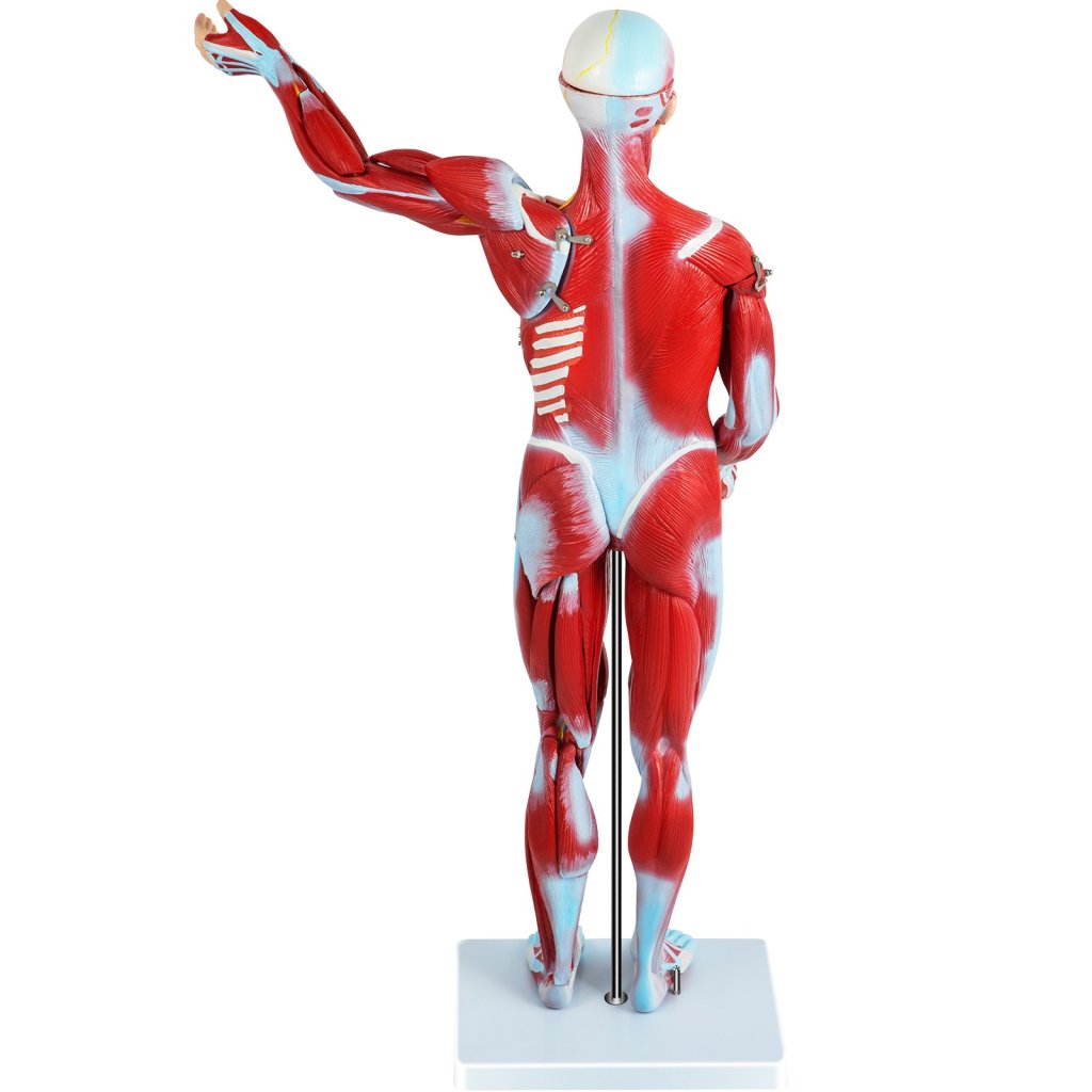 17710-1_us-jxmxrtjrqg80cm001v0-original-img-v1-human-muscular-figure-m100-11