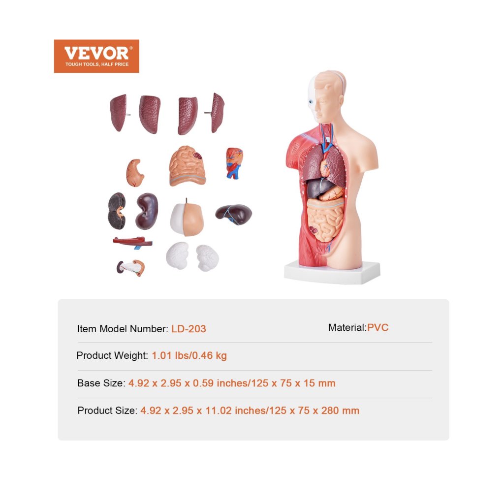 29448-5_model-lidskeho-tela--15-casti--11-palcu--model-anatomie-lidskeho-trupu-model-anatomicke-kostry-s-odnimatelnymi-organy--vzdelavaci-nastroj-pro-vyuku-studentu-prirodovedne-vzdelavani-displej-skolniho-vzdelavani