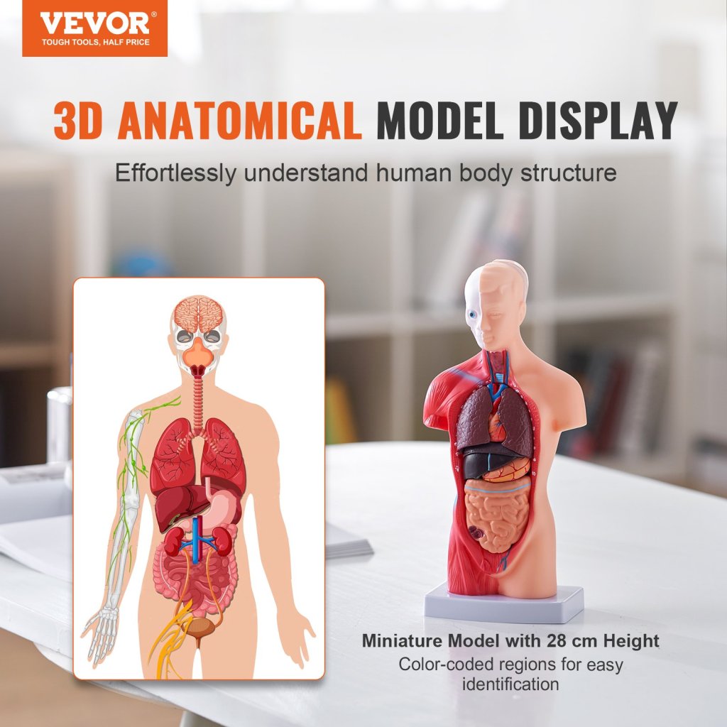 29448-9_model-lidskeho-tela--15-casti--11-palcu--model-anatomie-lidskeho-trupu-model-anatomicke-kostry-s-odnimatelnymi-organy--vzdelavaci-nastroj-pro-vyuku-studentu-prirodovedne-vzdelavani-displej-skolniho-vzdelavani