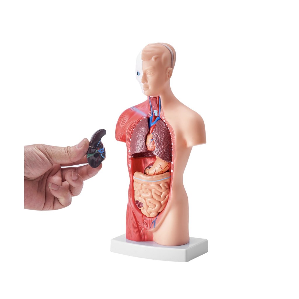 29448_model-lidskeho-tela--15-casti--11-palcu--model-anatomie-lidskeho-trupu-model-anatomicke-kostry-s-odnimatelnymi-organy--vzdelavaci-nastroj-pro-vyuku-studentu-prirodovedne-vzdelavani-displej-skolniho-vzdelavani