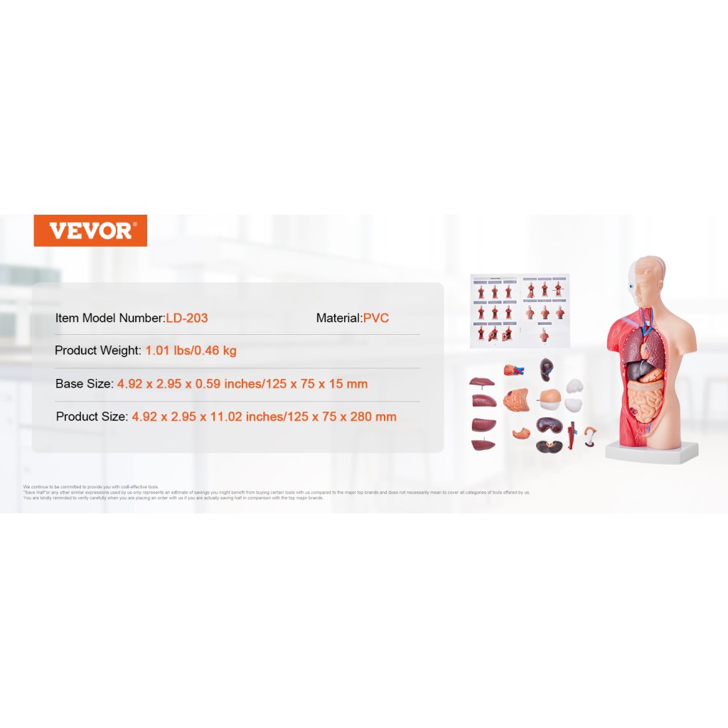 29448_model-lidskeho-tela--15-casti--11-palcu--model-anatomie-lidskeho-trupu-model-anatomicke-kostry-s-odnimatelnymi-organy--vzdelavaci-nastroj-pro-vyuku-studentu-prirodovedne-vzdelavani-displej-skolniho-vzdelavani