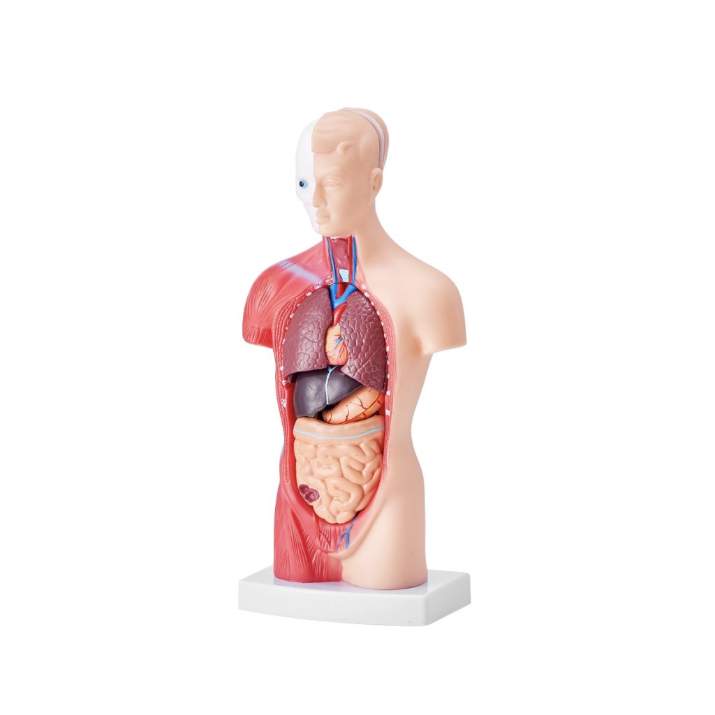 29448-1_model-lidskeho-tela--15-casti--11-palcu--model-anatomie-lidskeho-trupu-model-anatomicke-kostry-s-odnimatelnymi-organy--vzdelavaci-nastroj-pro-vyuku-studentu-prirodovedne-vzdelavani-displej-skolniho-vzdelavani