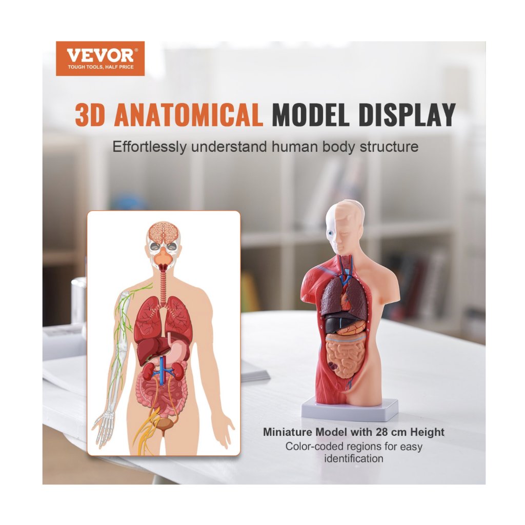 29448-10_model-lidskeho-tela--15-casti--11-palcu--model-anatomie-lidskeho-trupu-model-anatomicke-kostry-s-odnimatelnymi-organy--vzdelavaci-nastroj-pro-vyuku-studentu-prirodovedne-vzdelavani-displej-skolniho-vzdelavani