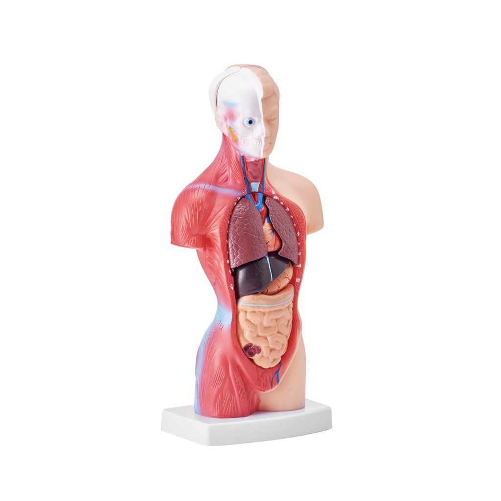29448-2_model-lidskeho-tela--15-casti--11-palcu--model-anatomie-lidskeho-trupu-model-anatomicke-kostry-s-odnimatelnymi-organy--vzdelavaci-nastroj-pro-vyuku-studentu-prirodovedne-vzdelavani-displej-skolniho-vzdelavani
