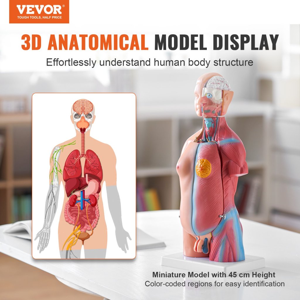 29451-9_model-lidskeho-tela--23-dilu--18-palcu--model-anatomie-lidskeho-trupu-unisex-model-anatomicke-kostry-s-odnimatelnymi-organy--vzdelavaci-nastroj-pro-vyuku-studentu-prirodovedne-vzdelavani-vzdelavaci-displej