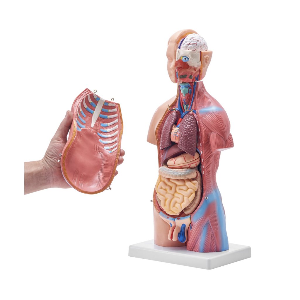 29451_model-lidskeho-tela--23-dilu--18-palcu--model-anatomie-lidskeho-trupu-unisex-model-anatomicke-kostry-s-odnimatelnymi-organy--vzdelavaci-nastroj-pro-vyuku-studentu-prirodovedne-vzdelavani-vzdelavaci-displej