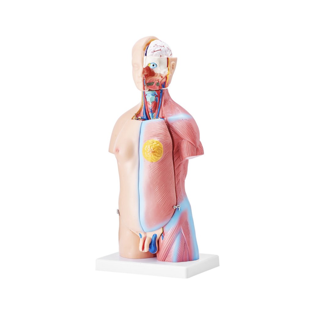 29451-3_model-lidskeho-tela--23-dilu--18-palcu--model-anatomie-lidskeho-trupu-unisex-model-anatomicke-kostry-s-odnimatelnymi-organy--vzdelavaci-nastroj-pro-vyuku-studentu-prirodovedne-vzdelavani-vzdelavaci-displej