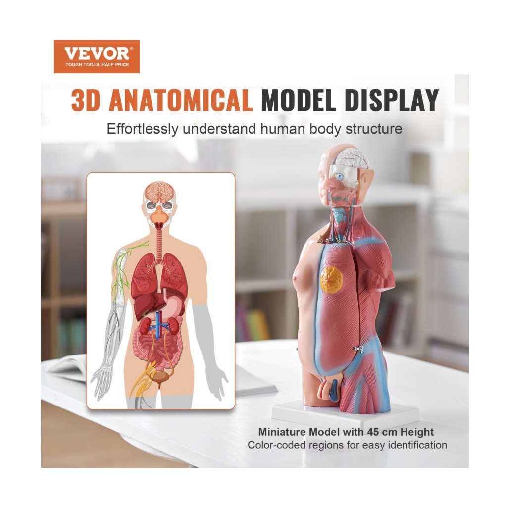 29451-10_model-lidskeho-tela--23-dilu--18-palcu--model-anatomie-lidskeho-trupu-unisex-model-anatomicke-kostry-s-odnimatelnymi-organy--vzdelavaci-nastroj-pro-vyuku-studentu-prirodovedne-vzdelavani-vzdelavaci-displej