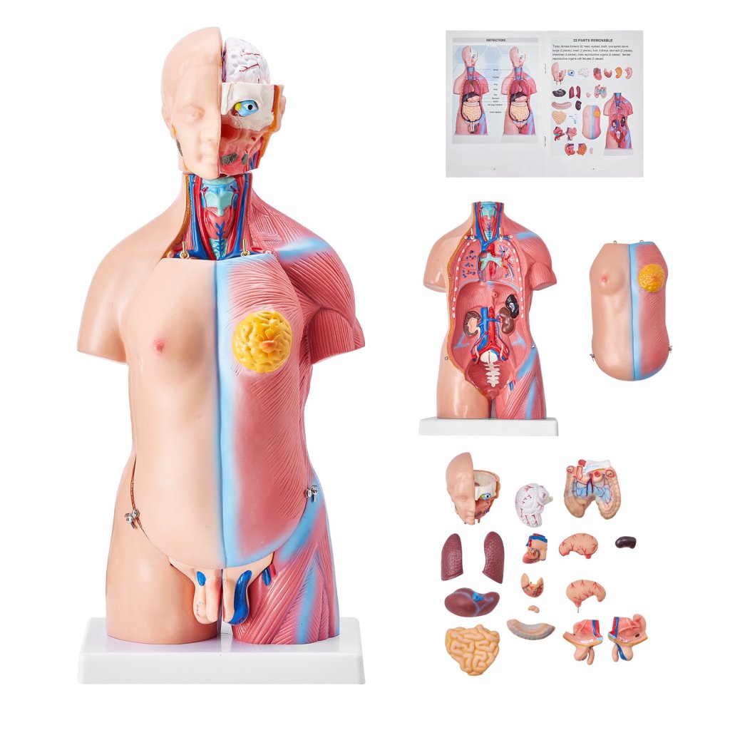 29451-10_model-lidskeho-tela--23-dilu--18-palcu--model-anatomie-lidskeho-trupu-unisex-model-anatomicke-kostry-s-odnimatelnymi-organy--vzdelavaci-nastroj-pro-vyuku-studentu-prirodovedne-vzdelavani-vzdelavaci-displej