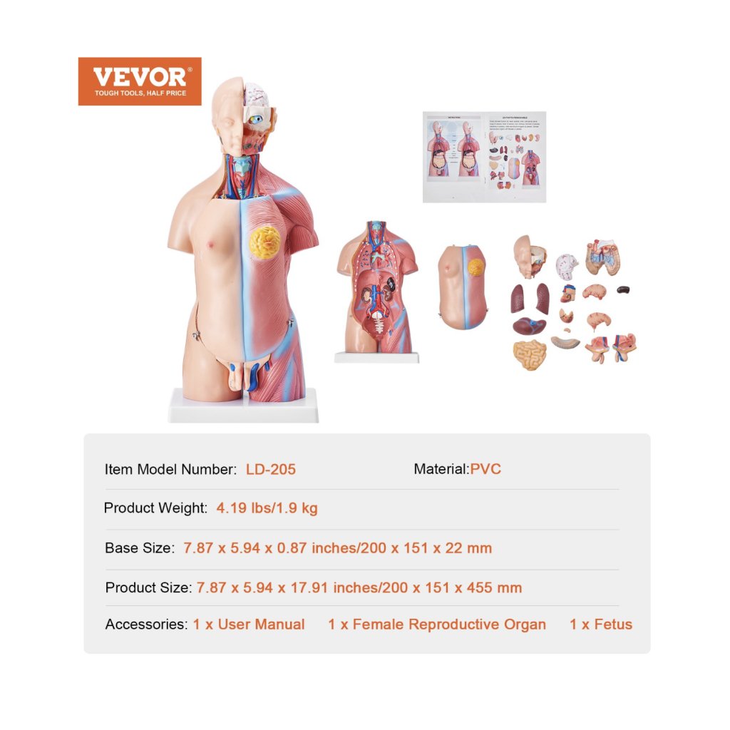 29451-5_model-lidskeho-tela--23-dilu--18-palcu--model-anatomie-lidskeho-trupu-unisex-model-anatomicke-kostry-s-odnimatelnymi-organy--vzdelavaci-nastroj-pro-vyuku-studentu-prirodovedne-vzdelavani-vzdelavaci-displej