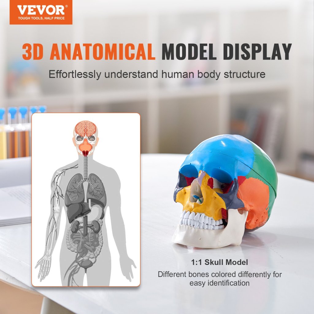 29454-9_model-lidske-lebky--8-casti-mozku-a-3-casti-lebky--malovany-model-lebky-v-zivotni-velikosti--anatomicka-lebka-z-pvc--odnimatelny-vyukovy-model-lebky-pro-profesionalni-vyuku--vyzkum-a-uceni