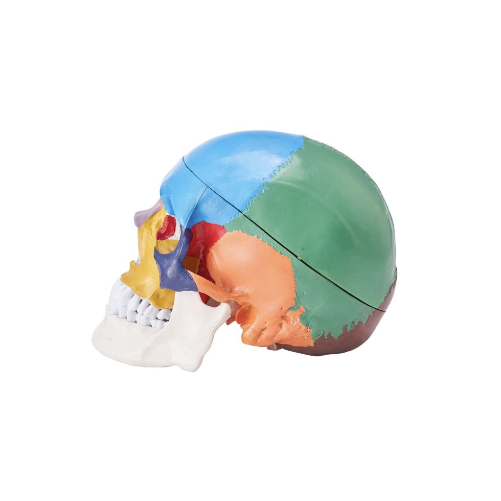 29454-1_model-lidske-lebky--8-casti-mozku-a-3-casti-lebky--malovany-model-lebky-v-zivotni-velikosti--anatomicka-lebka-z-pvc--odnimatelny-vyukovy-model-lebky-pro-profesionalni-vyuku--vyzkum-a-uceni