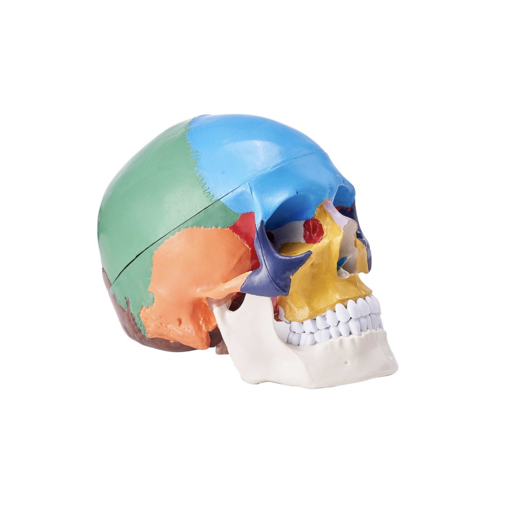 29454-3_model-lidske-lebky--8-casti-mozku-a-3-casti-lebky--malovany-model-lebky-v-zivotni-velikosti--anatomicka-lebka-z-pvc--odnimatelny-vyukovy-model-lebky-pro-profesionalni-vyuku--vyzkum-a-uceni