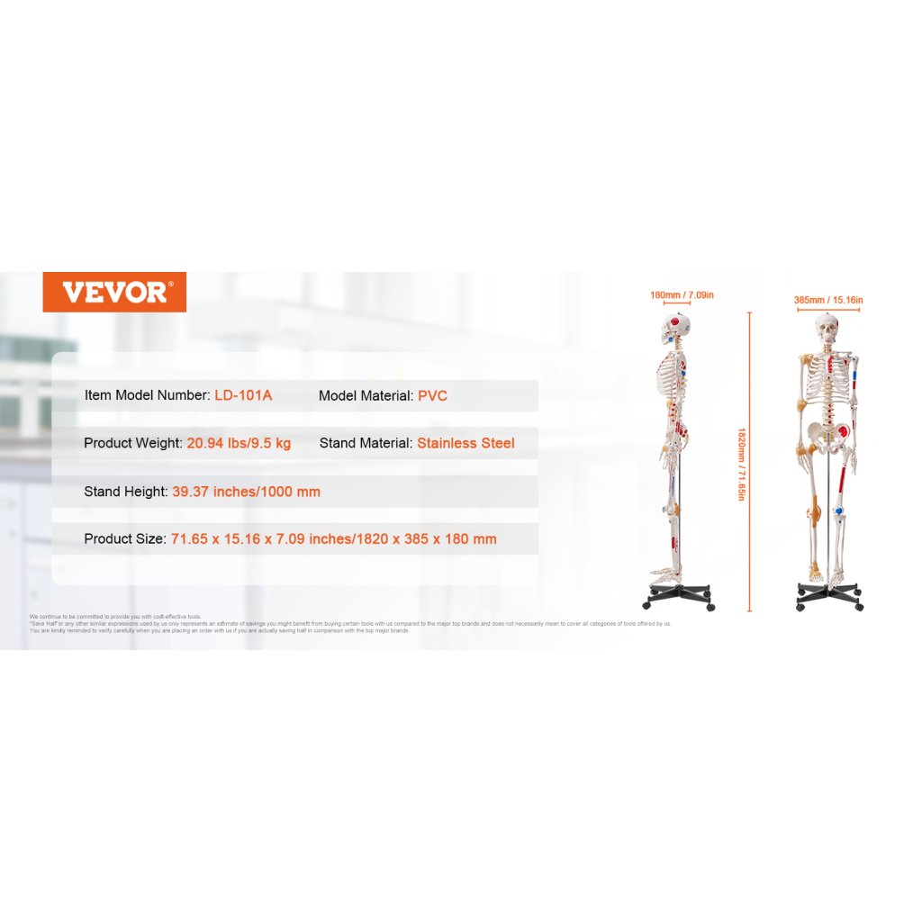 29457_model-lidske-kostry-pro-anatomii--71-65--zivotni-velikost--presna-anatomie-z-pvc-model-kostry-s-vazy--pohyblivymi-pazemi--nohama-a-celistmi--se-svalovym-puvodem-a-body-vlozeni--pro-profesionalni-vyuku