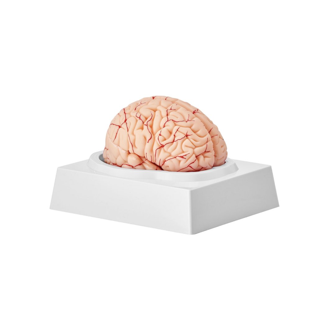 29463-2_anatomicky-model-lidskeho-mozku--1-1-9dilny-anatomicky-model-lidskeho-mozku-v-zivotni-velikosti-se-stitky-a-zakladnou-displeje--odnimatelny-model-mozku-pro-vyuku-a-vyzkum-vyuka-vyuka-ucebna-studijni-displej