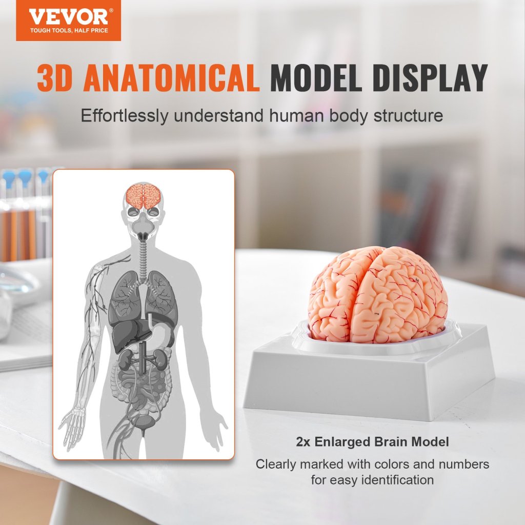 29463-8_anatomicky-model-lidskeho-mozku--1-1-9dilny-anatomicky-model-lidskeho-mozku-v-zivotni-velikosti-se-stitky-a-zakladnou-displeje--odnimatelny-model-mozku-pro-vyuku-a-vyzkum-vyuka-vyuka-ucebna-studijni-displej