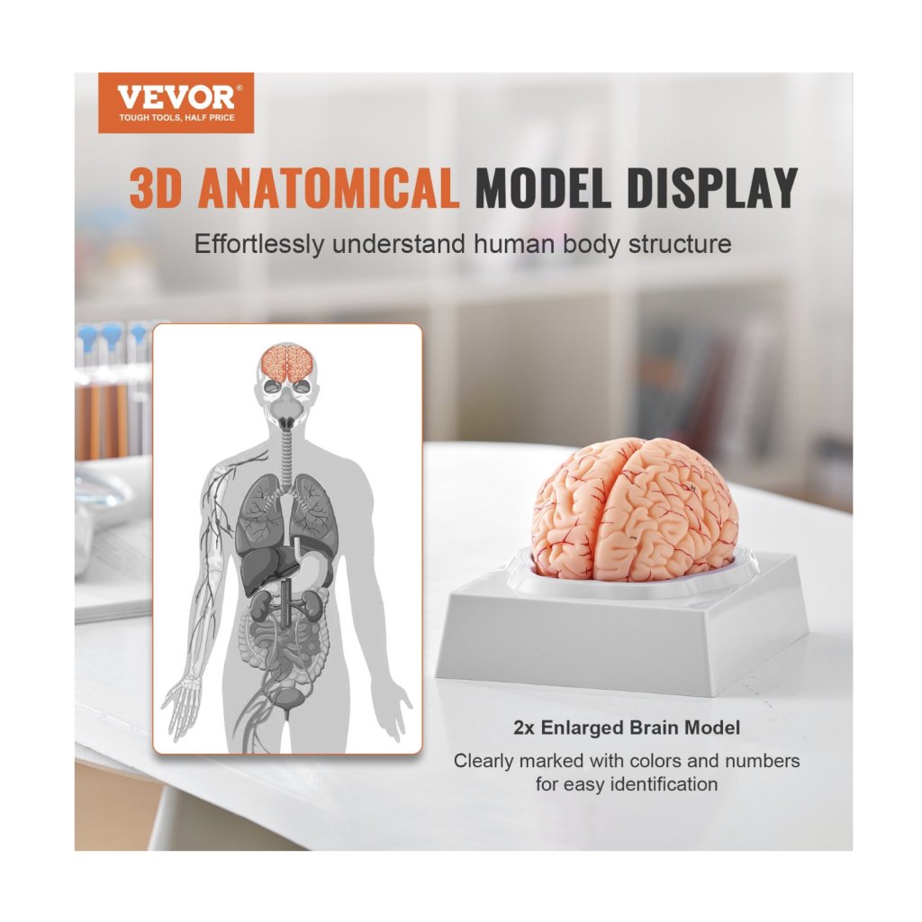29463-10_anatomicky-model-lidskeho-mozku--1-1-9dilny-anatomicky-model-lidskeho-mozku-v-zivotni-velikosti-se-stitky-a-zakladnou-displeje--odnimatelny-model-mozku-pro-vyuku-a-vyzkum-vyuka-vyuka-ucebna-studijni-displej