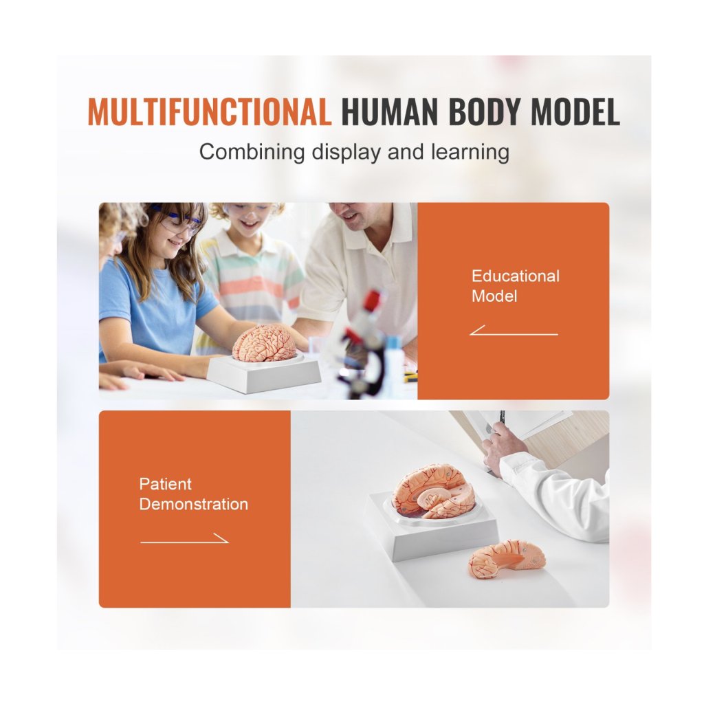 29463-6_anatomicky-model-lidskeho-mozku--1-1-9dilny-anatomicky-model-lidskeho-mozku-v-zivotni-velikosti-se-stitky-a-zakladnou-displeje--odnimatelny-model-mozku-pro-vyuku-a-vyzkum-vyuka-vyuka-ucebna-studijni-displej