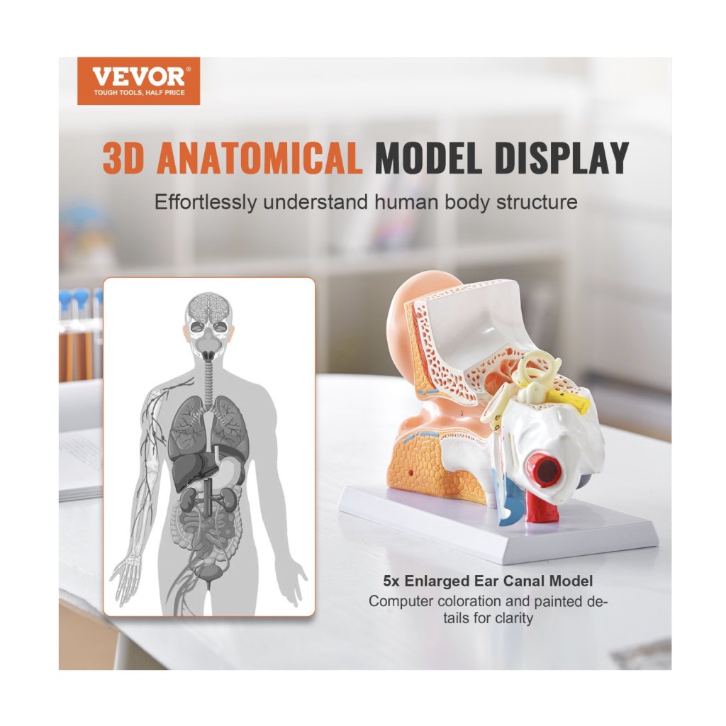 29466-10_anatomicky-model-lidskeho-ucha--3-casti-5krat-zvetseny-model-lidskeho-ucha-zobrazujici-vnejsi--stredni--vnitrni-ucho-se-zakladnou--profesionalni-model-anatomickeho-ucha-z-pvc-pro-vyuku-fyziologie