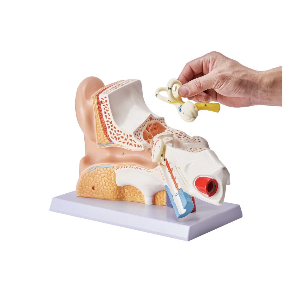 29466_anatomicky-model-lidskeho-ucha--3-casti-5krat-zvetseny-model-lidskeho-ucha-zobrazujici-vnejsi--stredni--vnitrni-ucho-se-zakladnou--profesionalni-model-anatomickeho-ucha-z-pvc-pro-vyuku-fyziologie
