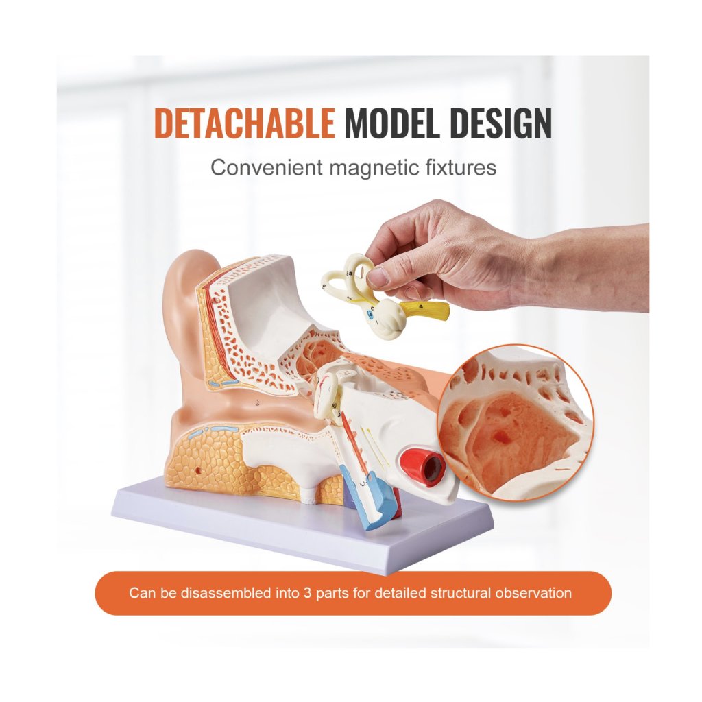 29466-8_anatomicky-model-lidskeho-ucha--3-casti-5krat-zvetseny-model-lidskeho-ucha-zobrazujici-vnejsi--stredni--vnitrni-ucho-se-zakladnou--profesionalni-model-anatomickeho-ucha-z-pvc-pro-vyuku-fyziologie