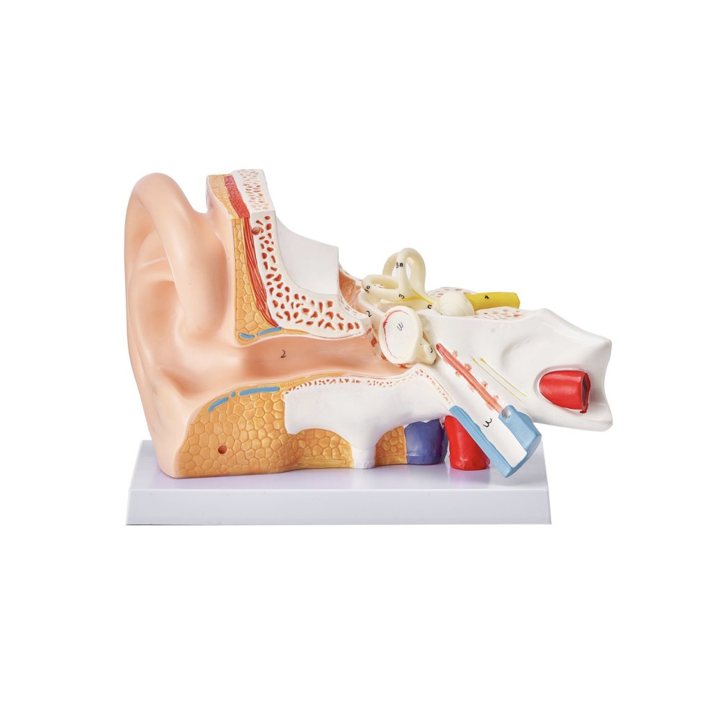 29466-3_anatomicky-model-lidskeho-ucha--3-casti-5krat-zvetseny-model-lidskeho-ucha-zobrazujici-vnejsi--stredni--vnitrni-ucho-se-zakladnou--profesionalni-model-anatomickeho-ucha-z-pvc-pro-vyuku-fyziologie