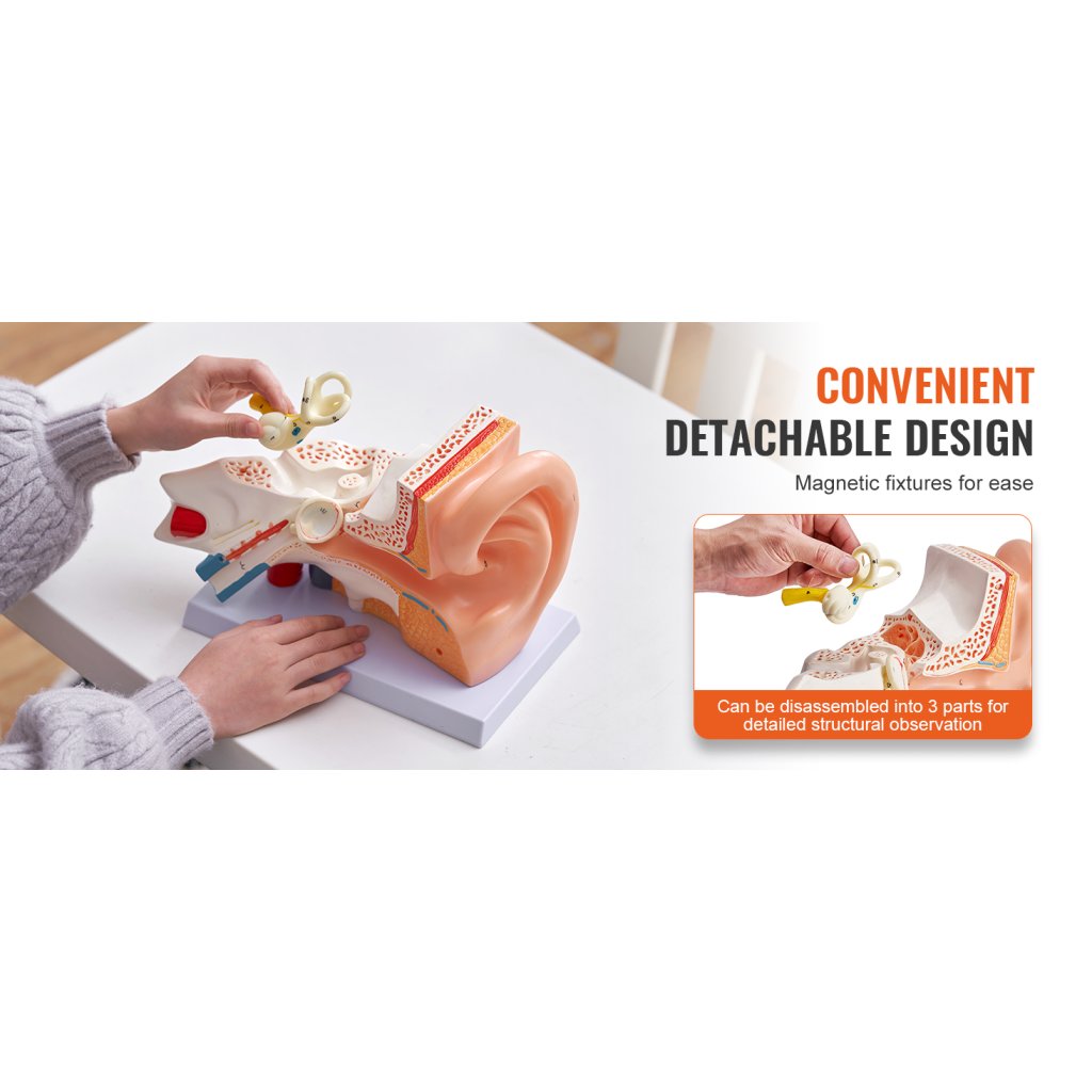 29466-3_anatomicky-model-lidskeho-ucha--3-casti-5krat-zvetseny-model-lidskeho-ucha-zobrazujici-vnejsi--stredni--vnitrni-ucho-se-zakladnou--profesionalni-model-anatomickeho-ucha-z-pvc-pro-vyuku-fyziologie