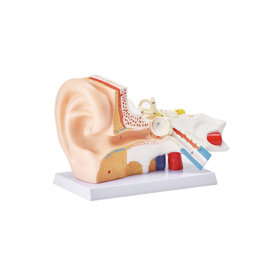 29466-1_anatomicky-model-lidskeho-ucha--3-casti-5krat-zvetseny-model-lidskeho-ucha-zobrazujici-vnejsi--stredni--vnitrni-ucho-se-zakladnou--profesionalni-model-anatomickeho-ucha-z-pvc-pro-vyuku-fyziologie