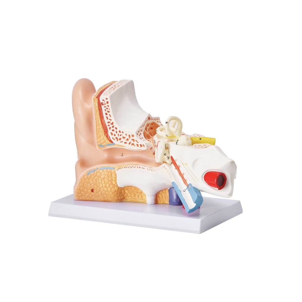29466-2_anatomicky-model-lidskeho-ucha--3-casti-5krat-zvetseny-model-lidskeho-ucha-zobrazujici-vnejsi--stredni--vnitrni-ucho-se-zakladnou--profesionalni-model-anatomickeho-ucha-z-pvc-pro-vyuku-fyziologie