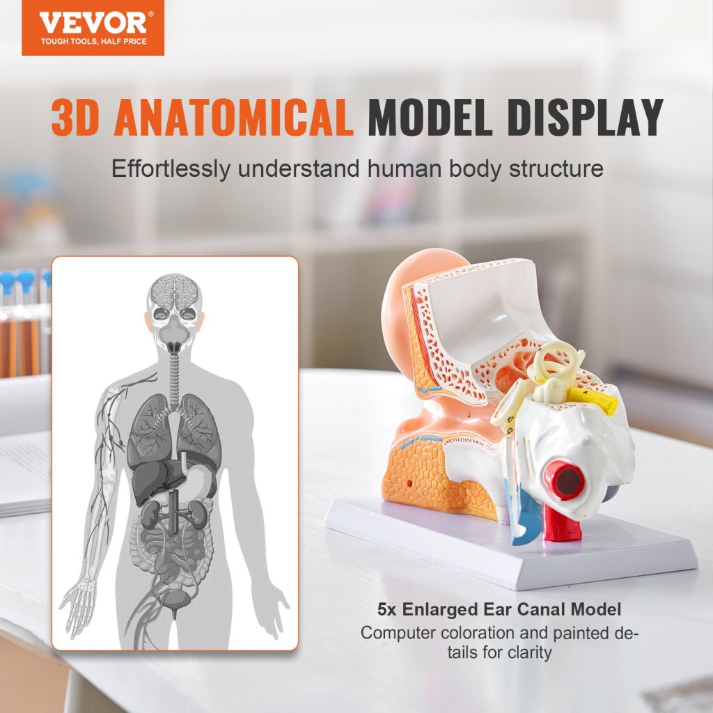 29466-9_anatomicky-model-lidskeho-ucha--3-casti-5krat-zvetseny-model-lidskeho-ucha-zobrazujici-vnejsi--stredni--vnitrni-ucho-se-zakladnou--profesionalni-model-anatomickeho-ucha-z-pvc-pro-vyuku-fyziologie